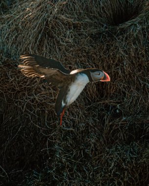 Güneş batarken Borgafjordur Eystri, İzlanda 'da çimenli bir yamaçta Atlantik martıları