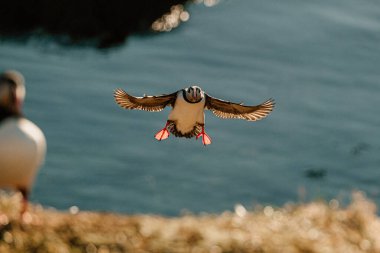 Atlantik martısı Borgafjordur Eystri, İzlanda kıyı sularında uçuşun ortasında