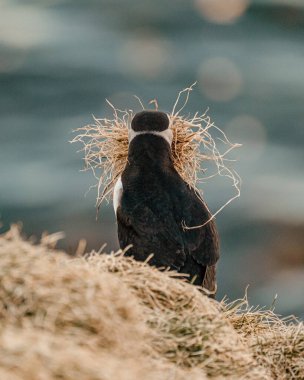 Atlantik martısı, İzlanda, Borgafjordur Eystri 'de bir uçurumda yuva malzemesi topluyor.