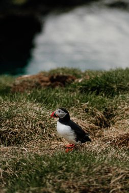 Borgafjordur Eystri, İzlanda 'da çimenli bir yamaçta duran Atlantik martısı
