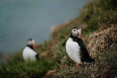Borgafjordur Eystri, İzlanda 'nın çimenli kıyı kayalıklarında iki Atlantik martısı