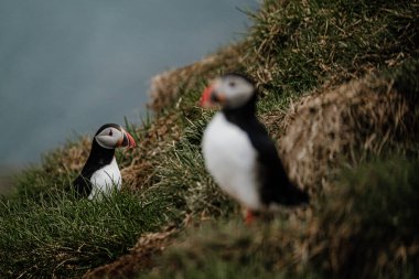 Borgafjordur Eystri, İzlanda 'nın çimenli kıyı kayalıklarında iki Atlantik martısı