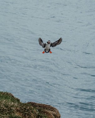 Borgafjordur Eystri, İzlanda 'daki çimenli uçurumlarda uçan Atlantik martısı