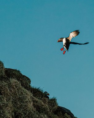 Borgafjordur Eystri, İzlanda 'daki çimenli uçurumlarda uçan Atlantik martısı