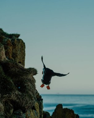 Borgafjordur Eystri, İzlanda 'daki çimenli uçurumlarda uçan Atlantik martısı