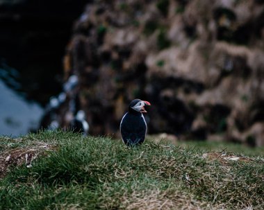 Atlantik martısı Borgafjordur Eystri, İzlanda 'daki çimenli bir uçurumdan sesleniyor.