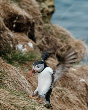 Atlantik martısı Borgafjordur Eystri, İzlanda 'da çimenli bir uçuruma iniyor.