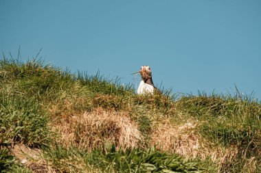 Atlantik martısı Borgafjordur Eystri, Doğu İzlanda 'da çimenli bir uçuruma tünemişti.