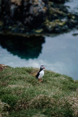 Atlantik martısı Borgafjordur Eystri, İzlanda 'da çimenli bir uçurumda duruyor.