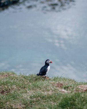 Atlantik martısı Borgafjordur Eystri, İzlanda 'da çimenli bir uçurumda duruyor.