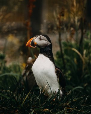 Borgafjordur Eystri, İzlanda 'da yemyeşil çimlerde duran Atlantik martısı.
