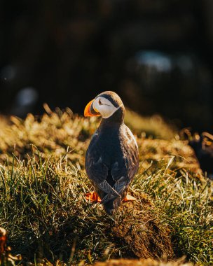 Atlantik martısı Borgafjordur Eystri, Doğu İzlanda 'da bir kıyı kayalığında duruyor.