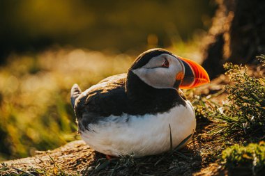 Atlantik martısı Borgafjordur Eystri, Doğu İzlanda 'da bir kıyı kayalığında duruyor.