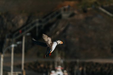 Doğu İzlanda, Borgafjordur Eystri Limanı üzerinde uçan Atlantik martısı