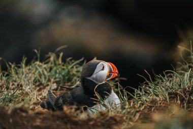 Doğu İzlanda, Borgafjordur Eystri 'deki çimenli kayalıklarda dinlenen Atlantik martısı