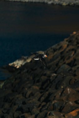 Doğu İzlanda, Borgafjordur Eystri Limanı üzerinde uçan Atlantik martısı
