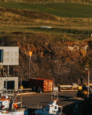 Doğu İzlanda, Borgafjordur Eystri Limanı üzerinde uçan Atlantik martısı