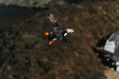 Doğu İzlanda, Borgafjordur Eystri Limanı üzerinde uçan Atlantik martısı