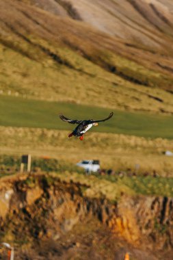 Borgafjordur Eystri, Doğu İzlanda 'daki çimenli uçurumlarda uçan Atlantik martısı
