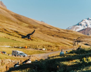 Borgafjordur Eystri, Doğu İzlanda 'da dağ manzaralı çimenli kayalıklarda Atlantik martıları