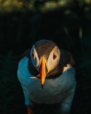 Borgafjordur Eystri, Doğu İzlanda 'daki Atlantik martısının yoğun yakın çekimi dramatik ışıklandırmayla çekildi.