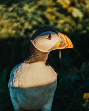 Borgafjordur Eystri, Doğu İzlanda 'daki Atlantik martısının yoğun yakın çekimi dramatik ışıklandırmayla çekildi.