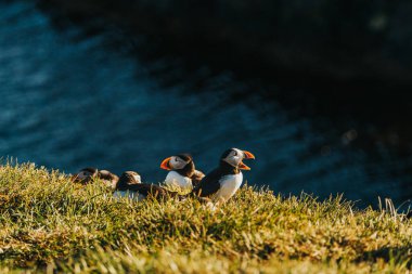 Atlantik martıları Borgafjordur Eystri 'de çimenli bir uçurumda, Doğu İzlanda' da, altın güneş ışığında