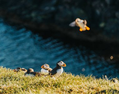 Atlantik martıları Borgafjordur Eystri 'de çimenli bir uçurumda, Doğu İzlanda' da, altın güneş ışığında