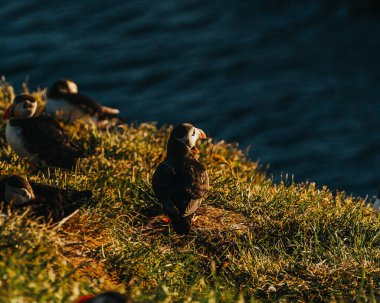Borgafjordur Eystri, Doğu İzlanda 'da altın ışıkta çimenli bir uçurumda Atlantik martıları