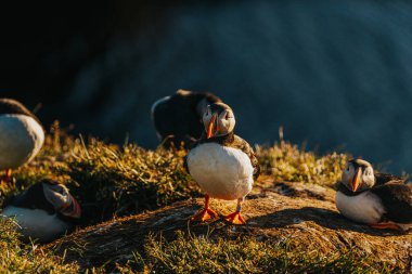 Borgafjordur Eystri, Doğu İzlanda 'da altın ışıkta çimenli bir uçurumda Atlantik martıları