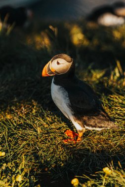 Borgafjordur Eystri, Doğu İzlanda 'da altın ışıkta çimenli bir uçurumda Atlantik martıları