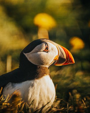 Doğu İzlanda, Borgafjordur Eystri 'de altın ışıklı bir Atlantik martısının yakın çekimi.