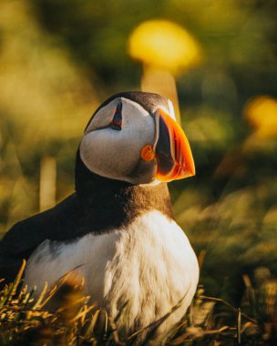 Doğu İzlanda, Borgafjordur Eystri 'de altın ışıklı bir Atlantik martısının yakın çekimi.