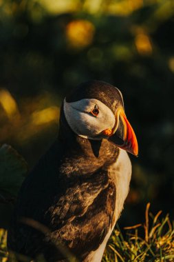 Doğu İzlanda, Borgafjordur Eystri 'de altın güneş ışığı altında Atlantik martısının yakın çekimi.