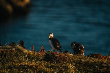 Borgafjordur Eystri, Doğu İzlanda 'da denize bakan çimenli bir uçurumda Atlantik martıları