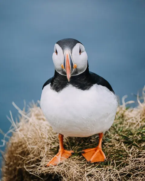 Borgafjordur Eystri, İzlanda 'da çimenli kayalıklarda duran Atlantik martısı