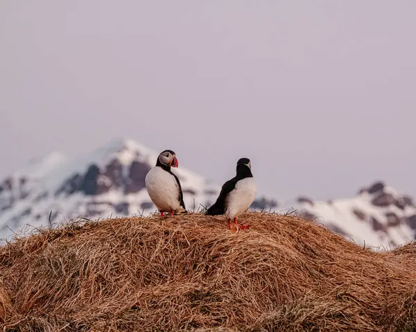 Borgafjordur Eystri, İzlanda 'da karlı dağları olan çimenli bir tepecikte iki Atlantik martısı.