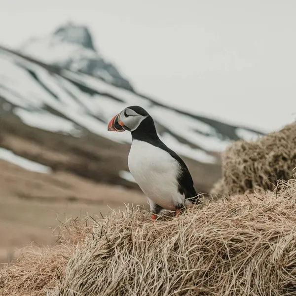 Atlantik martısı, İzlanda, Borgafjordur Eystri 'de karlı dağlarla çimenli tepeye tünemişti.