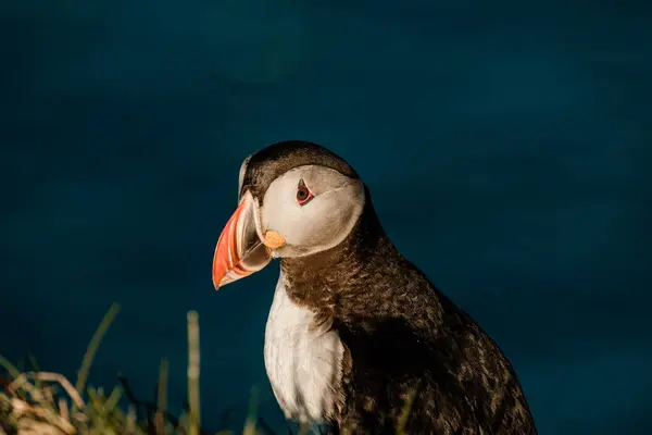 Borgafjordur Eystri, İzlanda 'da okyanus zeminli bir Atlantik martısının yakın çekimi.