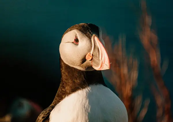 Borgafjordur Eystri, İzlanda 'da okyanus zeminli bir Atlantik martısının yakın çekimi.