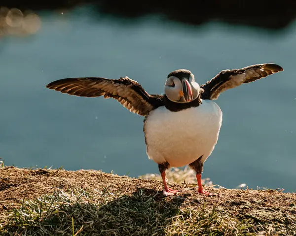 Atlantik martısı kanatlarını İzlanda, Borgafjordur Eystri 'de bir kıyı uçurumuna uzatıyor.