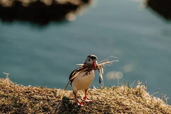 Atlantik martısı, İzlanda, Borgafjordur Eystri 'de bir uçurumda yuva malzemesi topluyor.
