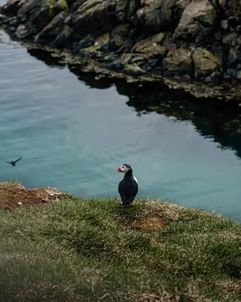 Borgafjordur Eystri, İzlanda 'da sulara bakan çimenli bir uçurumda duran Atlantik martısı.