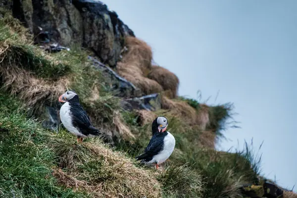 Borgafjordur Eystri, İzlanda 'da çimenli bir uçuruma tünemiş iki Atlantik martısı.