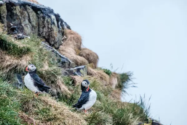 Borgafjordur Eystri, İzlanda 'da çimenli bir uçuruma tünemiş iki Atlantik martısı.
