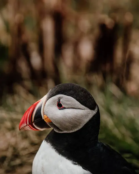 Borgafjordur Eystri, Doğu İzlanda 'da Atlantik martısının yakın plan portresi.