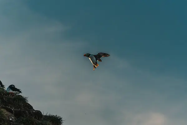 Atlantik martısı Borgafjordur Eystri, Doğu İzlanda 'da çimenli bir uçuruma iniyor.