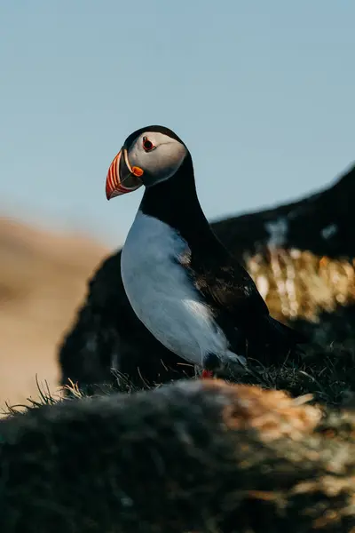 Borgafjordur Eystri, Doğu İzlanda 'daki görkemli Atlantik martısı, mavi gökyüzüne karşı