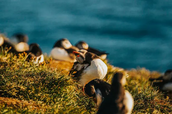 Bir grup Atlantik martısı Borgafjordur Eystri, Doğu İzlanda 'da bir sahil uçurumunda altın saat boyunca