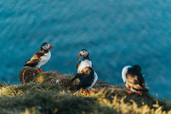 Bir grup Atlantik martısı Borgafjordur Eystri, Doğu İzlanda 'da bir sahil uçurumunda altın saat boyunca